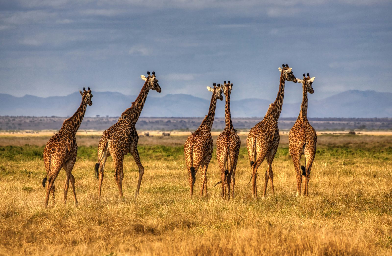 Giraffes standing together in golden savannah grassland
