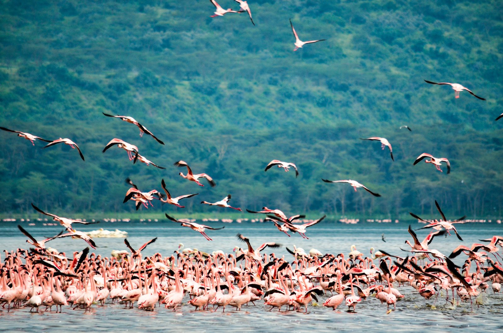Flamingos gathered on a lake with birds flying overhead