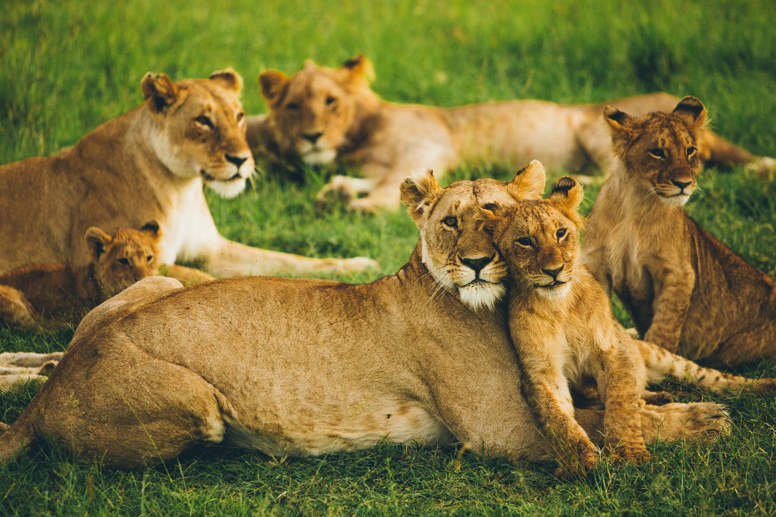 Several lions resting together in the grass