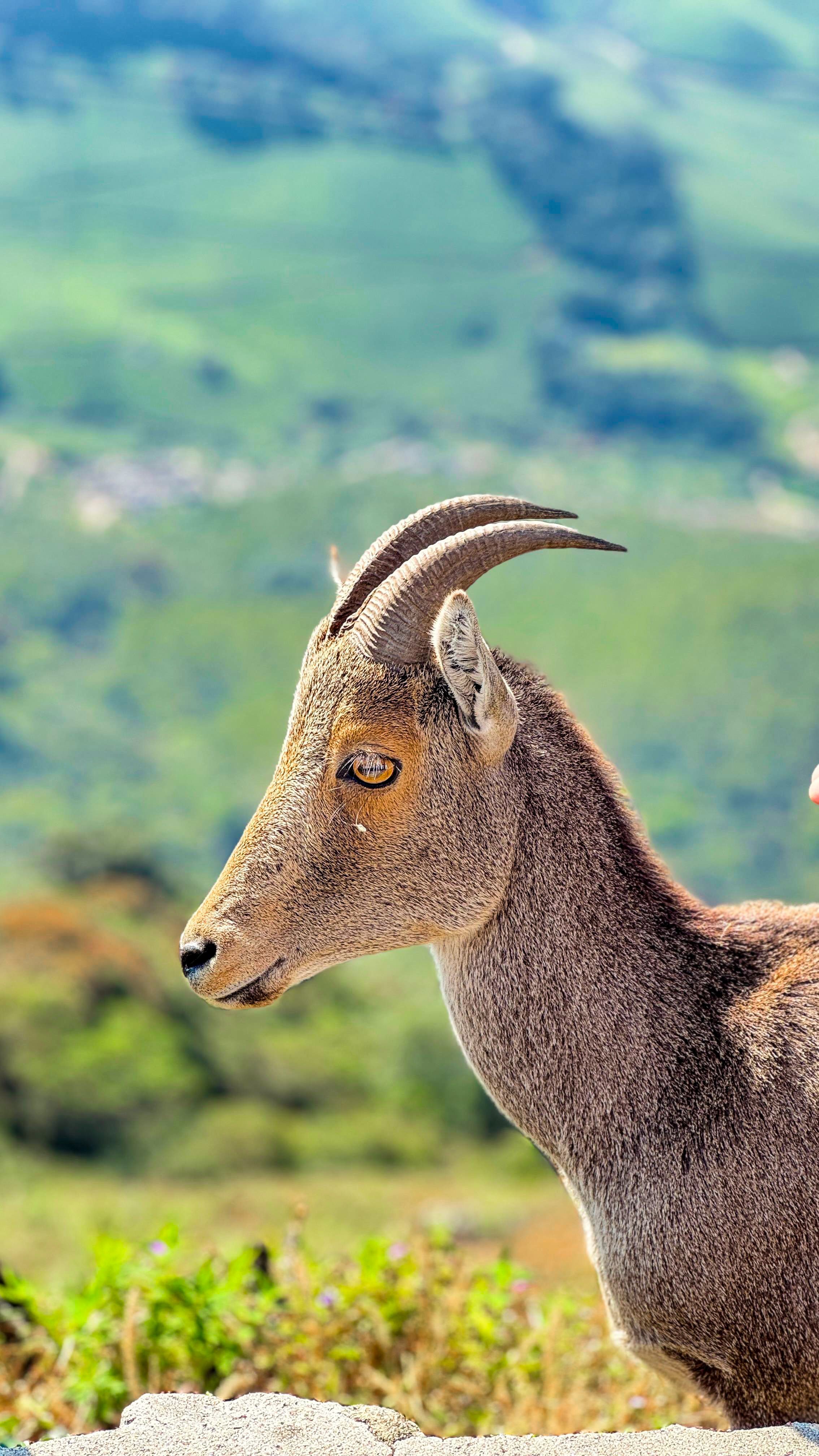 A Nilgiri tahr stands against a green hillside near Munnar.