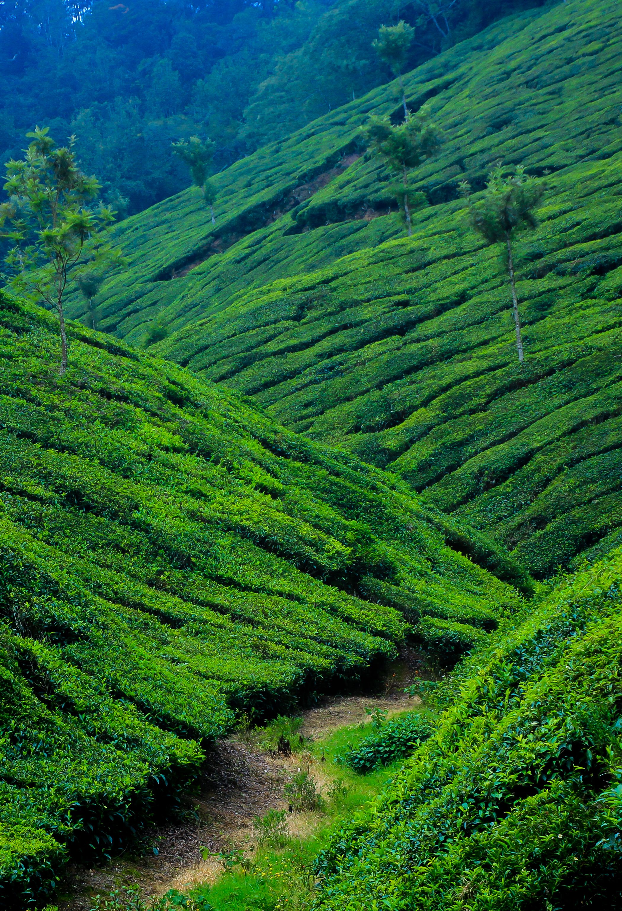 Tea plants form sweeping rows across a green hillside in Munnar.