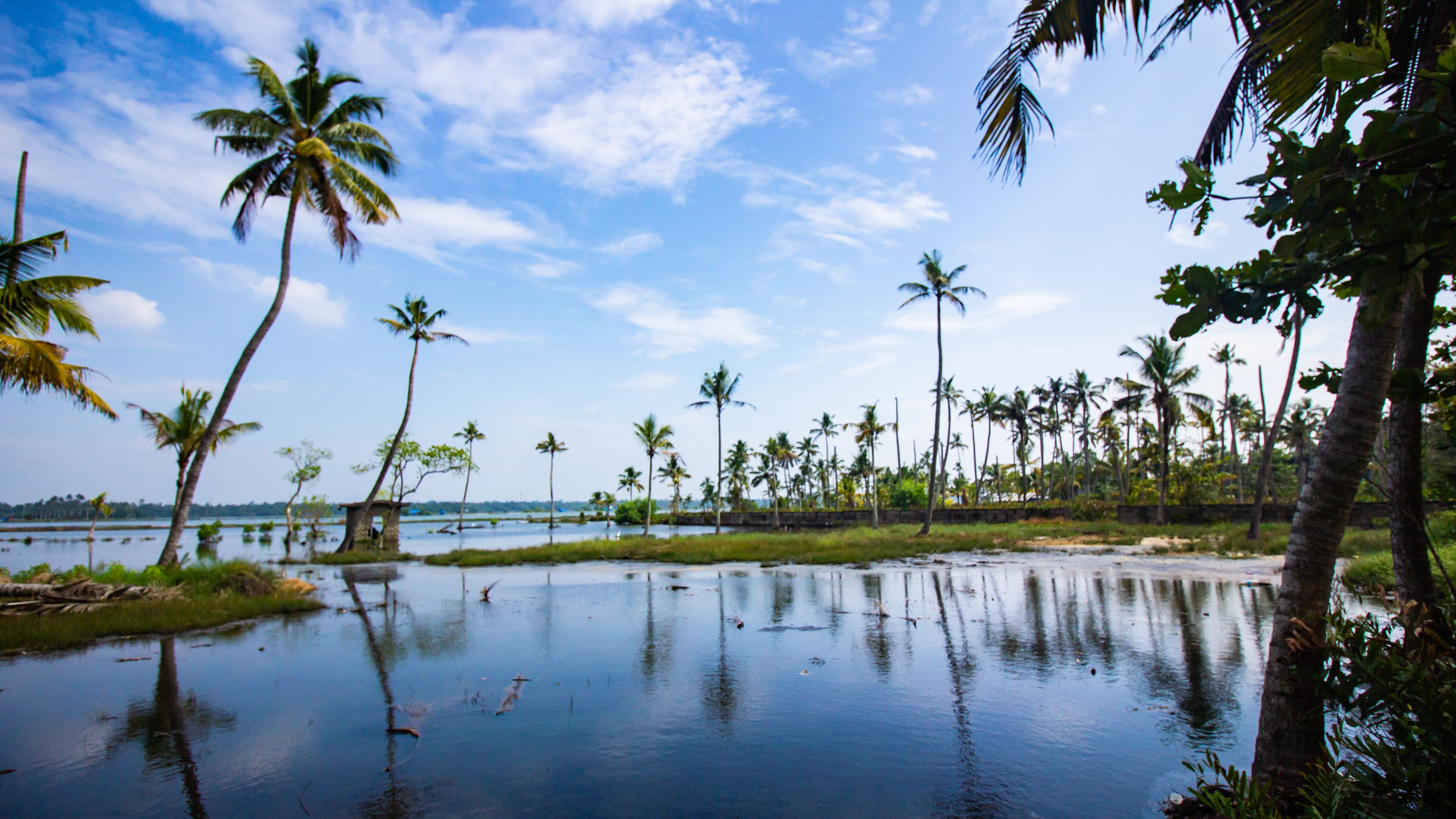 Palm trees line calm Kerala backwaters beside green fields.