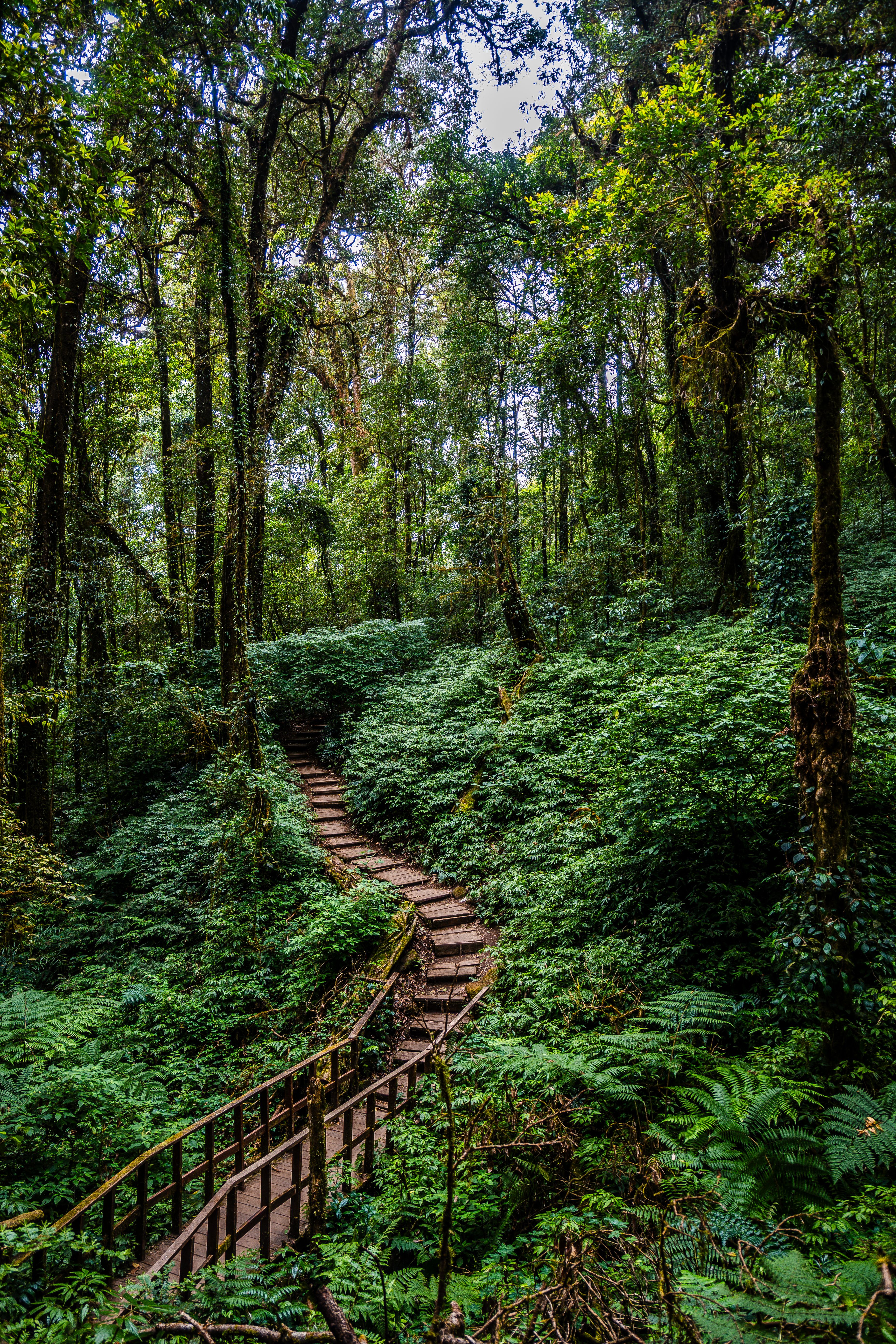 Mountain landscape in Doi Inthanon National Park
