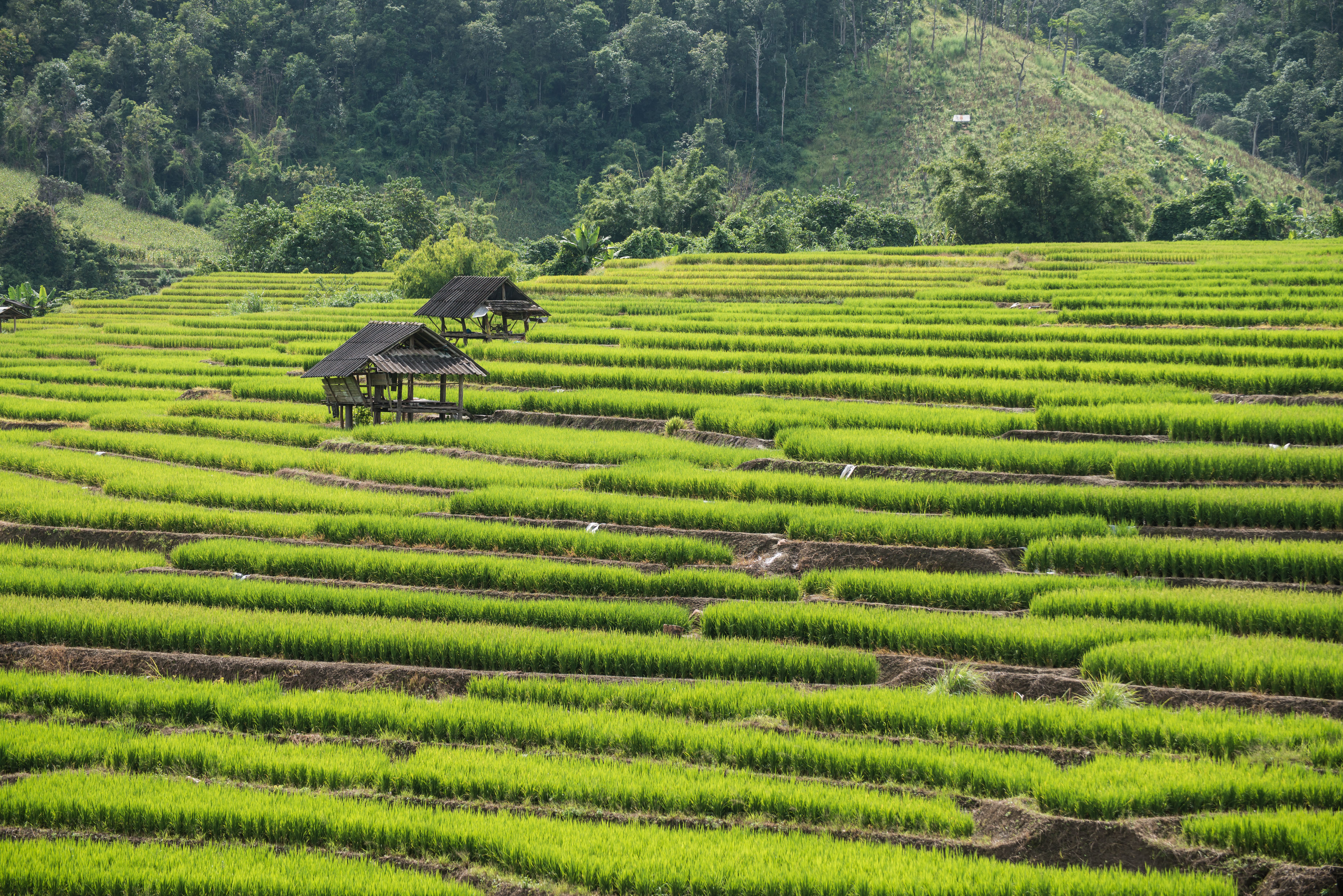Northern Thailand cultural experience