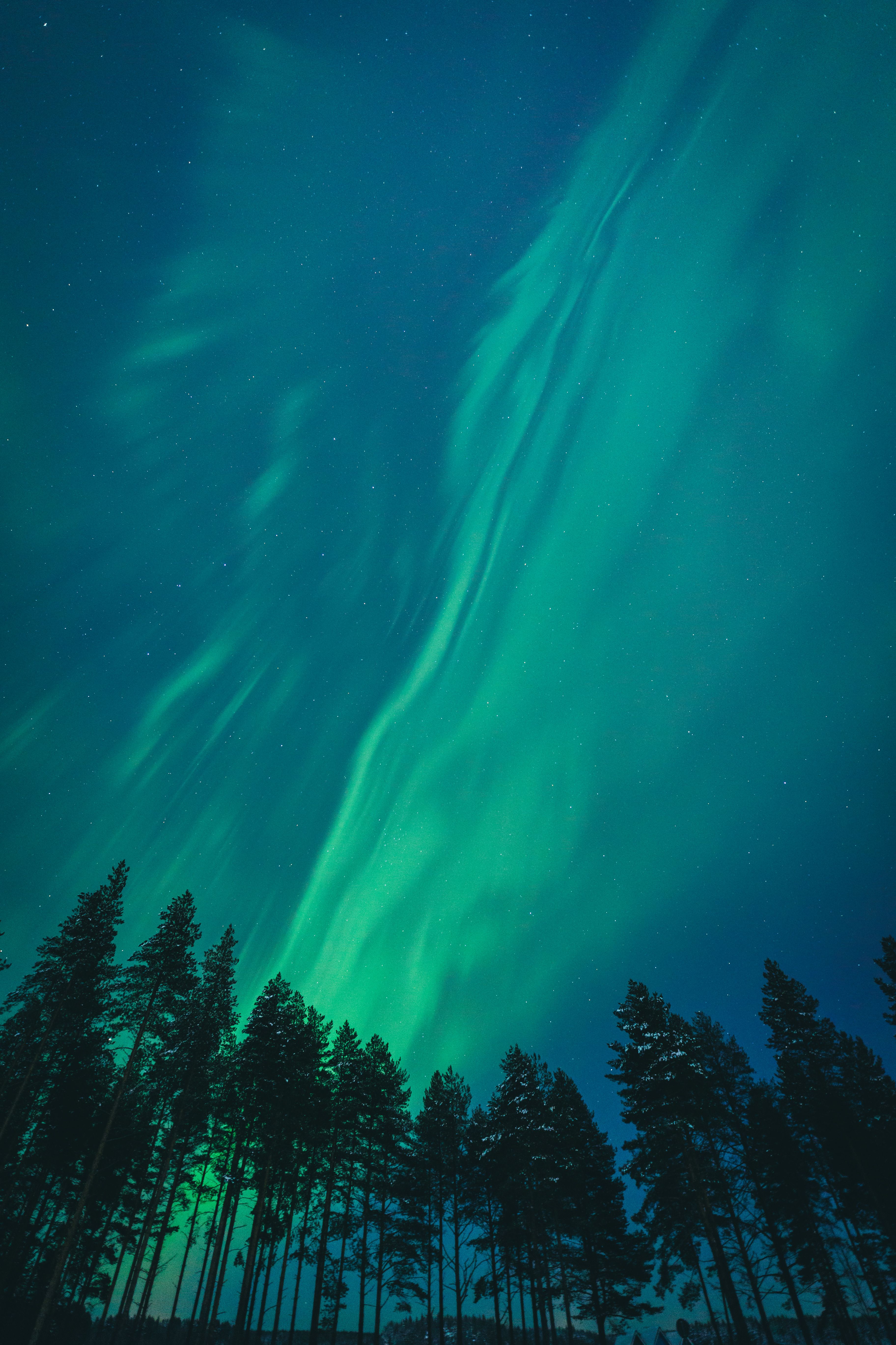 Northern Lights glowing above a dark pine forest