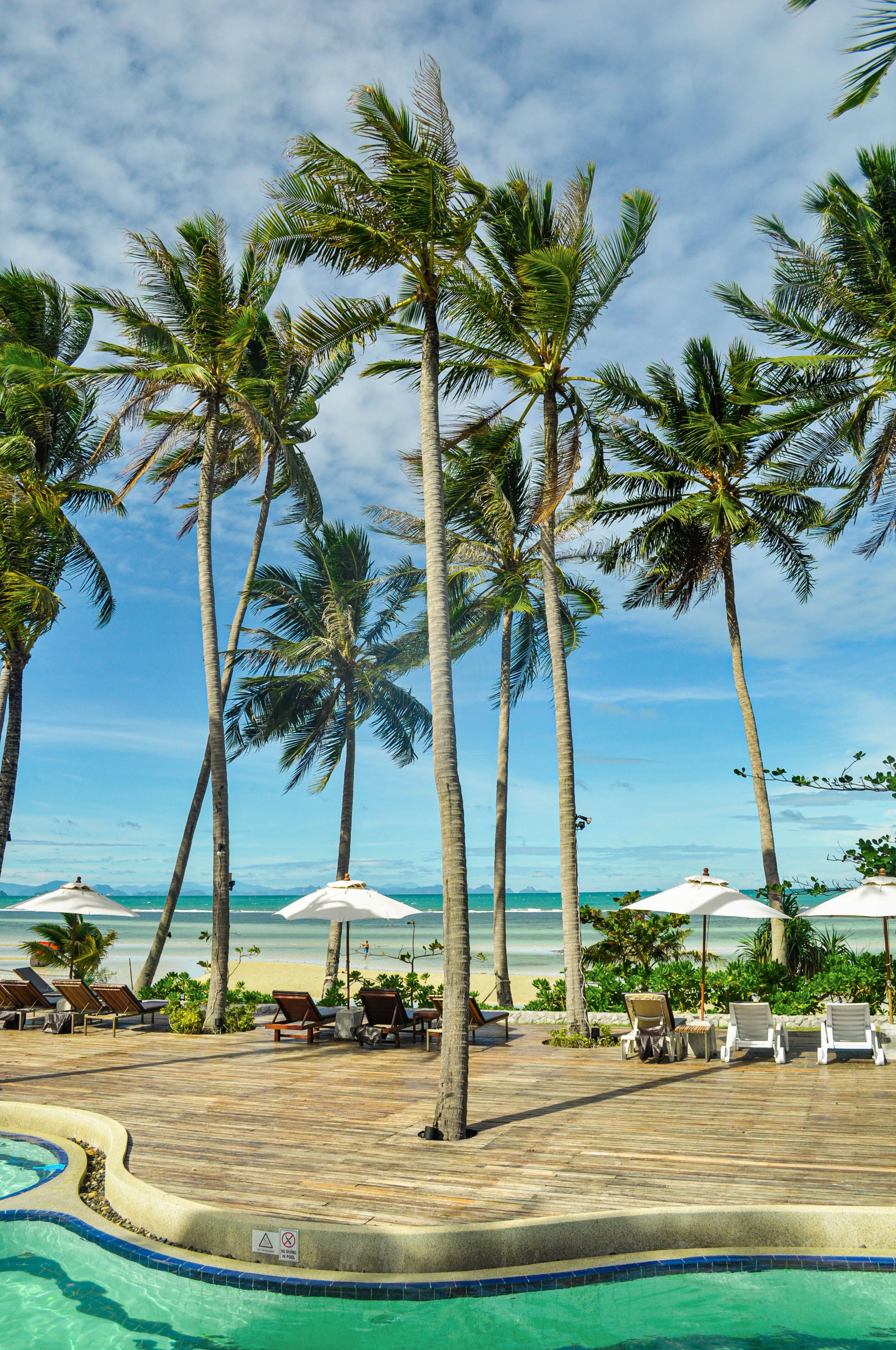 Palm trees and loungers beside a swimming pool and tropical shoreline.