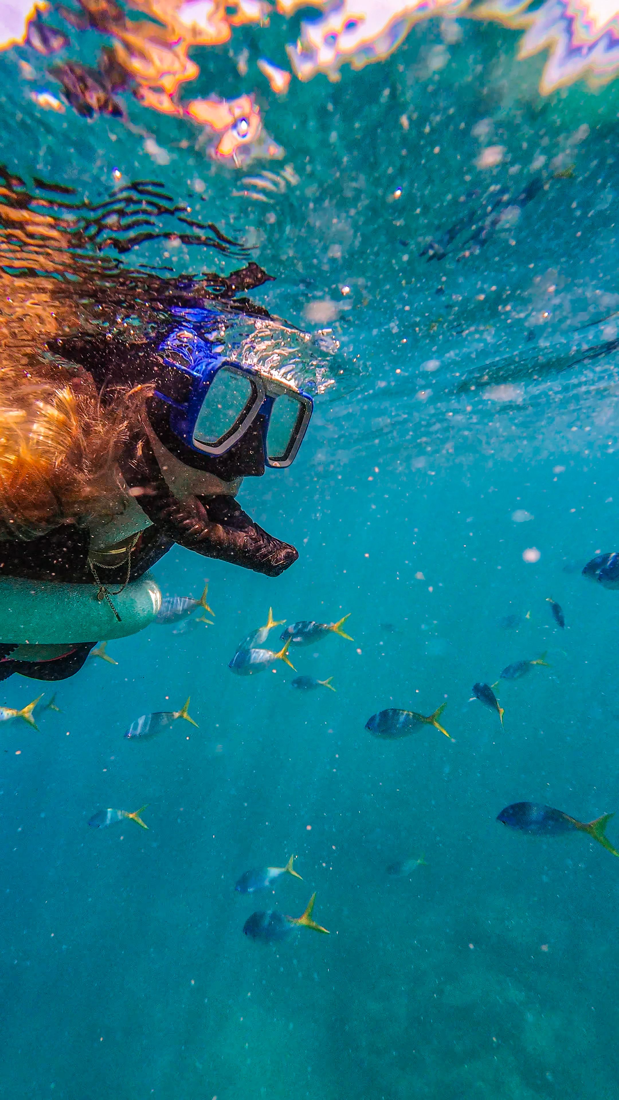 Snorkeler swimming among tropical fish in clear turquoise water