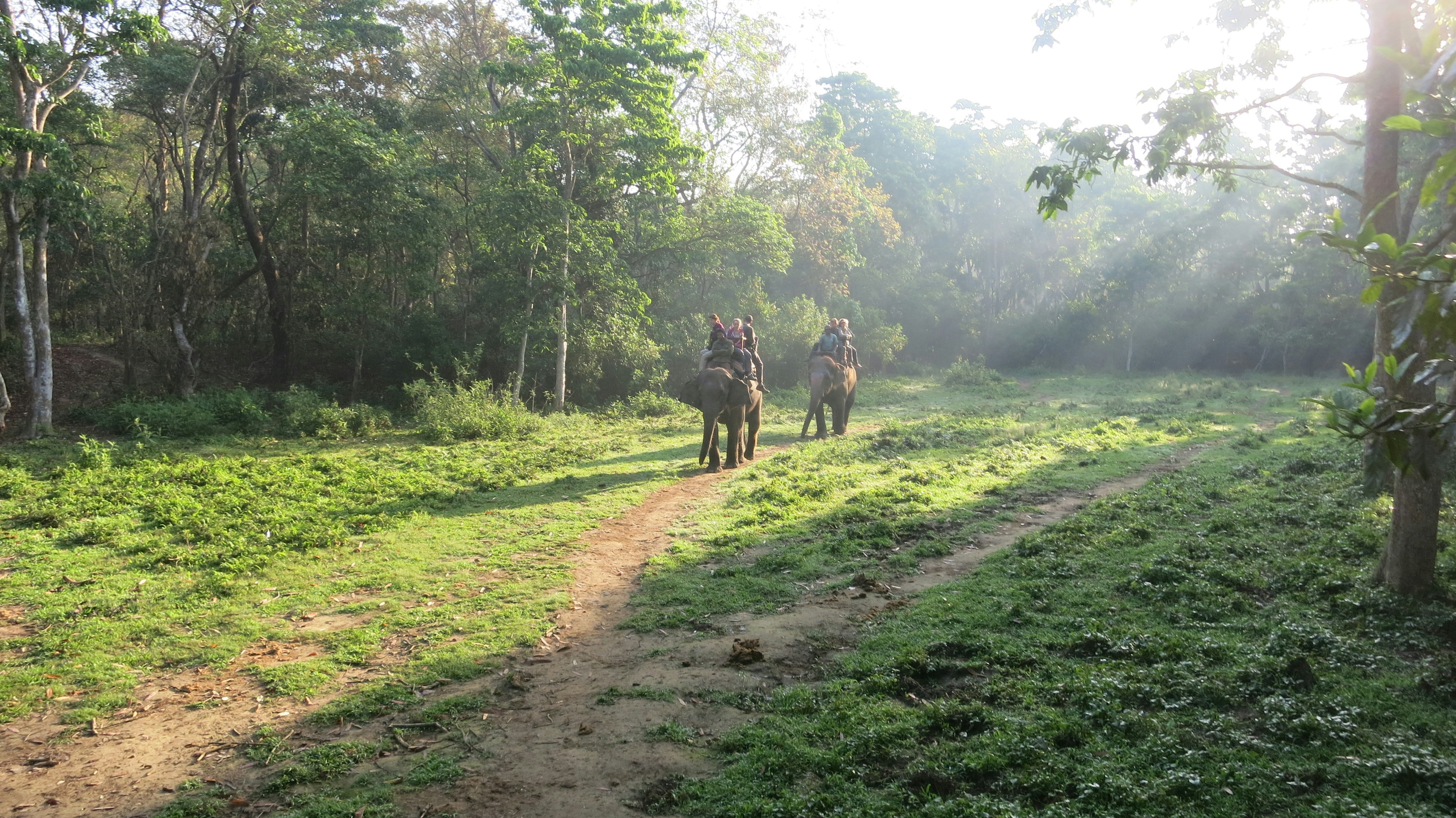 Visitors walking along a wooded trail in Chitwan