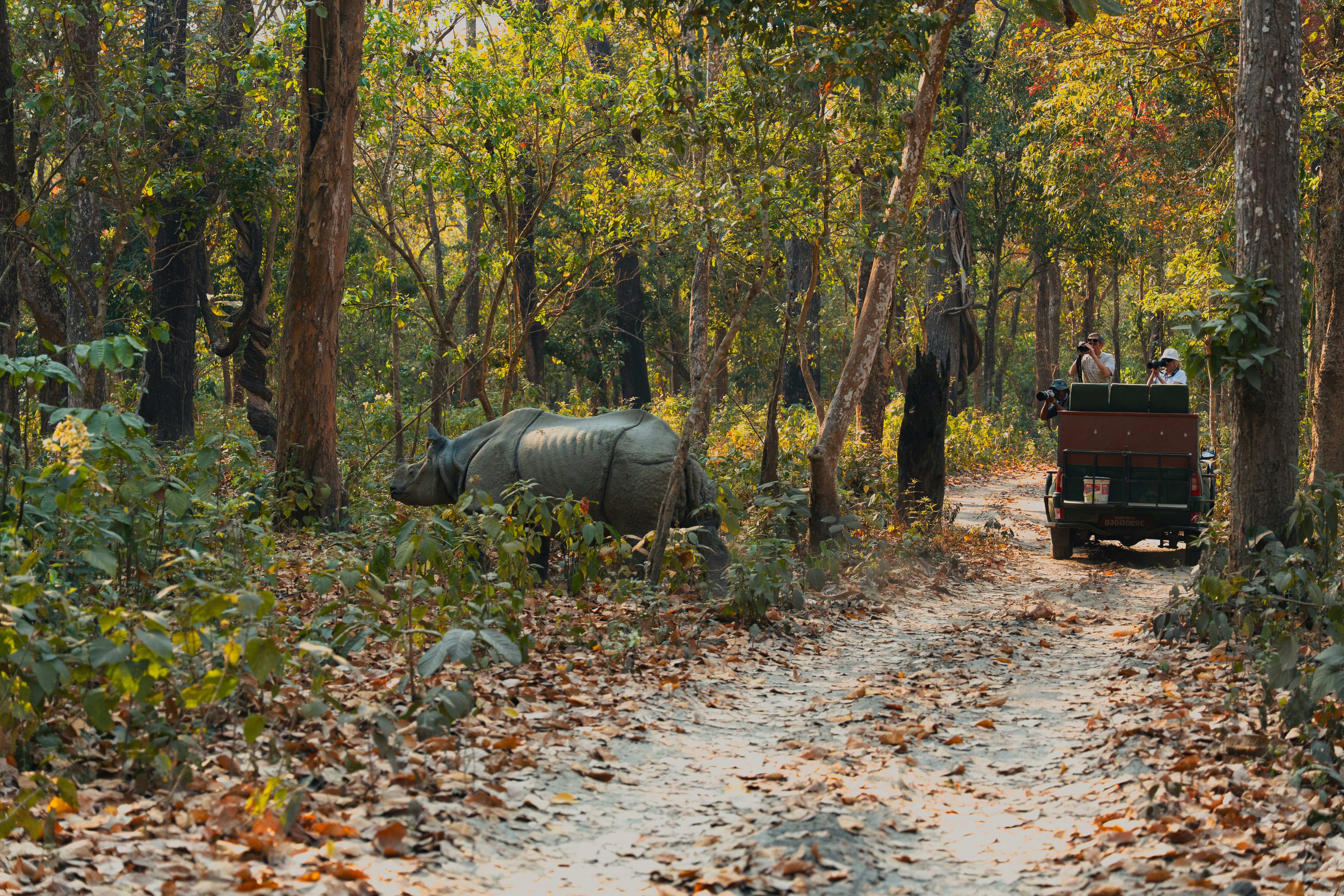 A rhinoceros beside an open-sided safari vehicle in Chitwan National Park