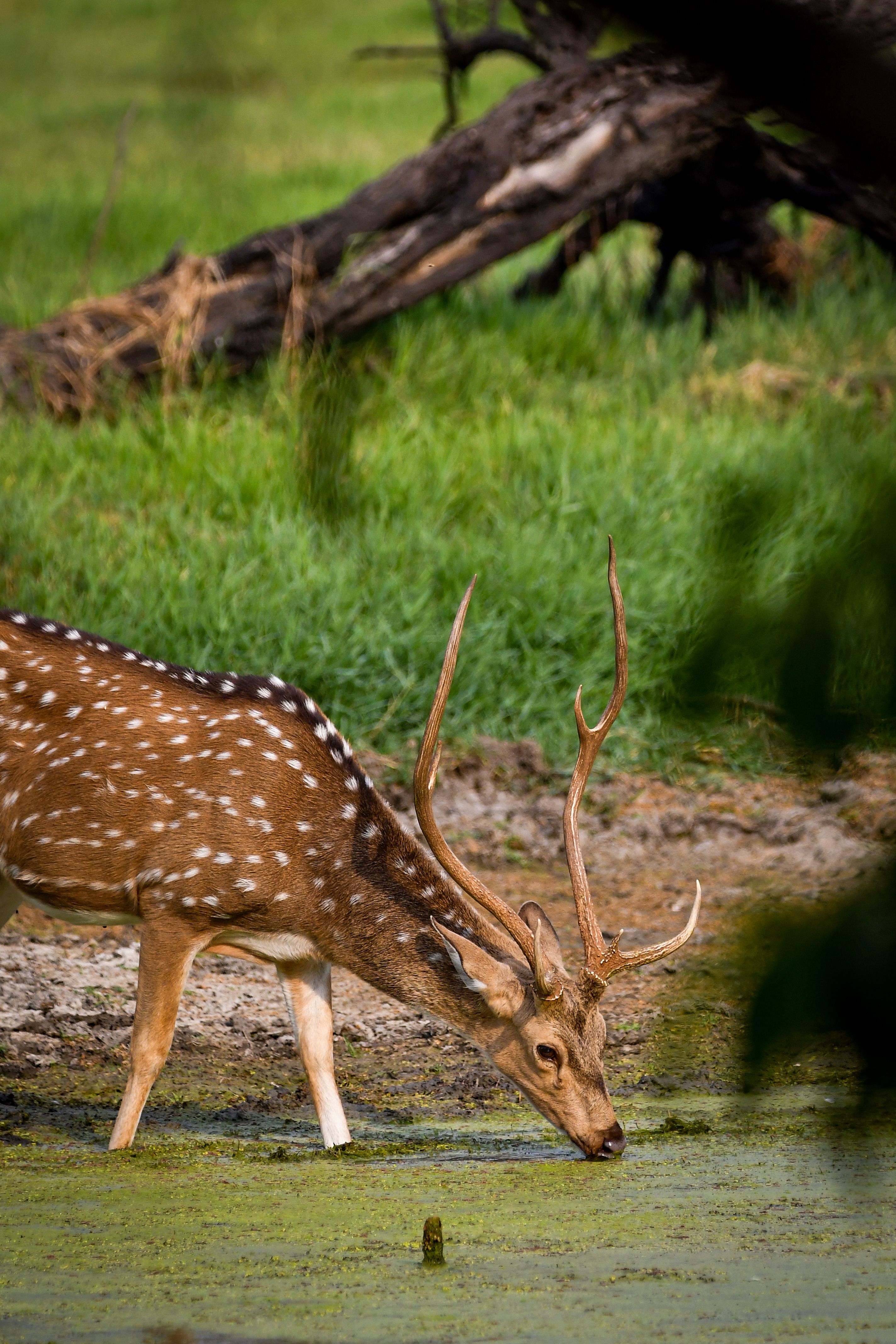 Spotted deer standing by water among trees in Wilpattu