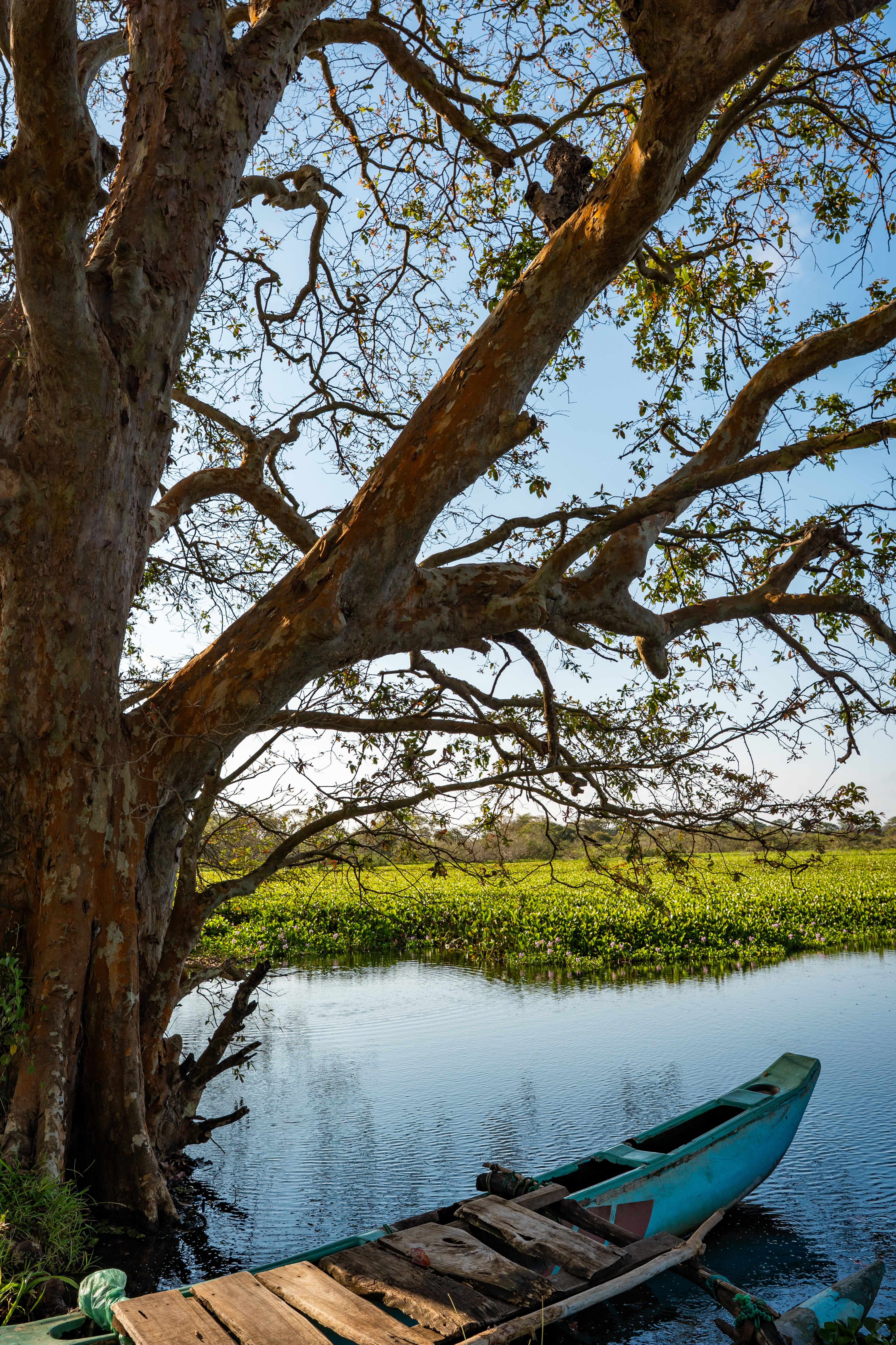Small boat moored beside a shaded lakeshore