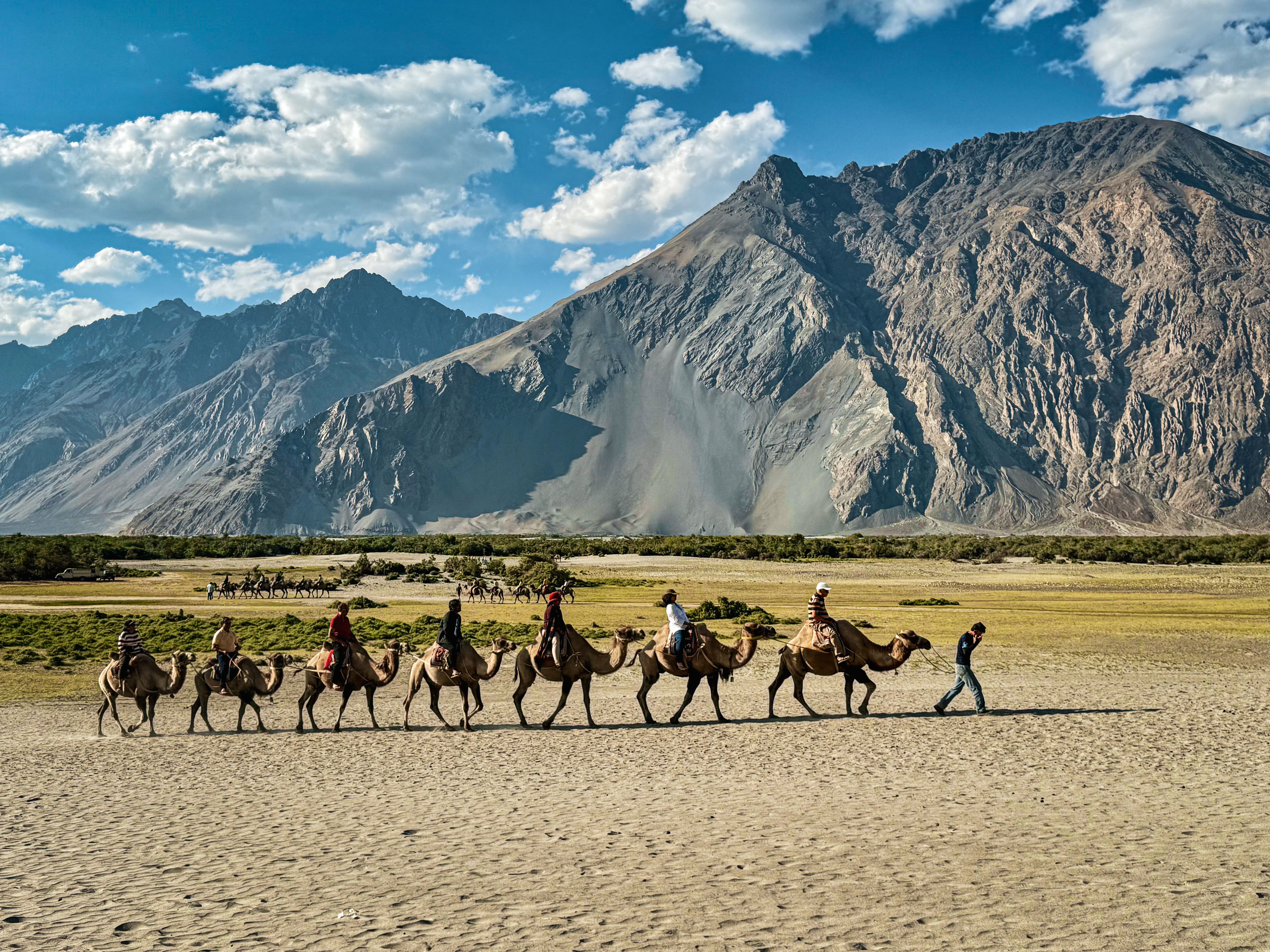 Bactrian camels crossing Nubra Valley’s sandy dunes beneath the mountains